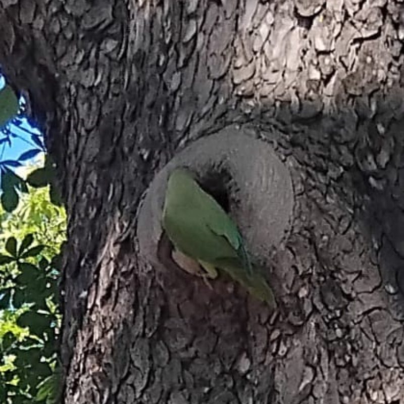 A parrot in a tree at Père Lachaise Cemetery protecting its nest from vultures.