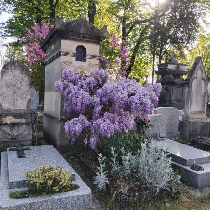 Père Lachaise Cemetery in spring. The flowers (here Chinese wisteria) are blossoming.