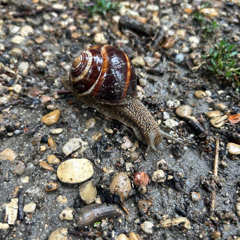 An example of a 'local resident' that one can meet at Père Lachaise Cemetery